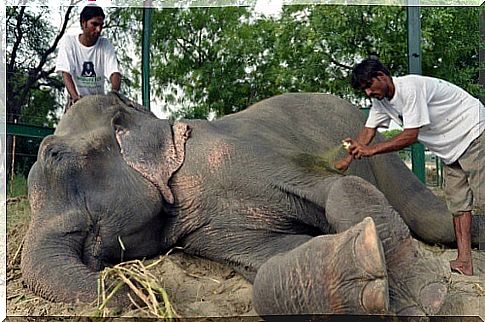 Free two baby elephants after spending 50 years in chains