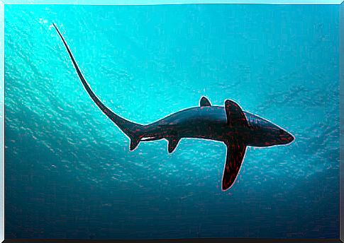 Freshwater sharks: here are the known species