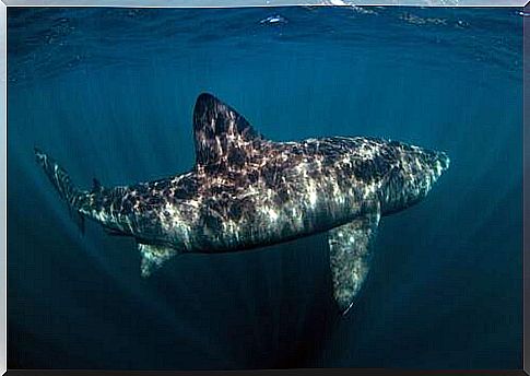 Freshwater shark