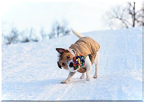 Dog frantically shaking a toy.