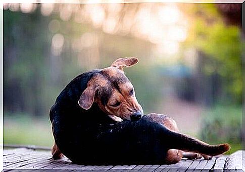 Dog trying to bite its own tail.