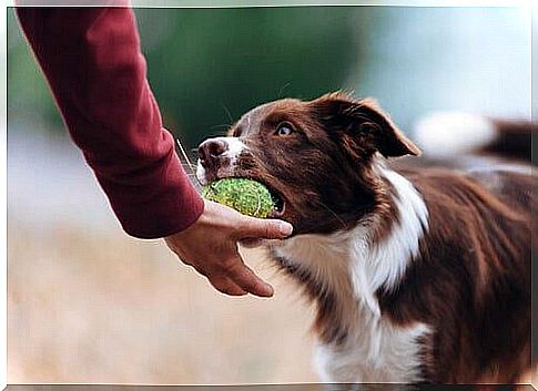 Among the fun things dogs do, bring the ball back.