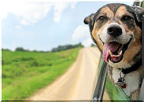 Dog with his head out the window, it's a lot of fun.