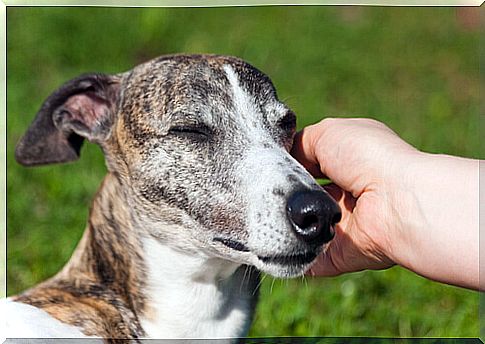 Caress to a galgo español