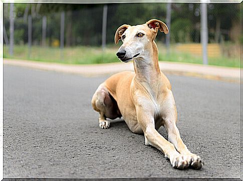 Galgo español sitting in the street