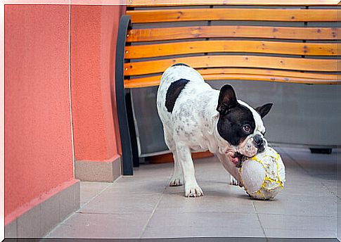 Games to play indoors with the dog when it rains