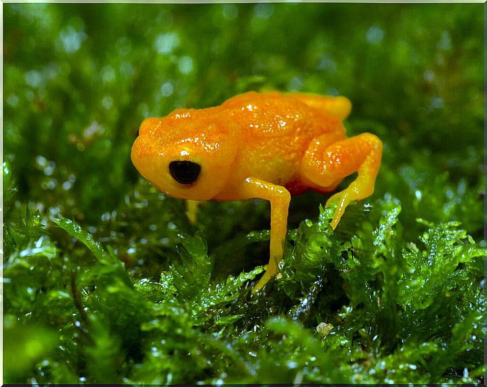 Golden drop frog: habitat and characteristics