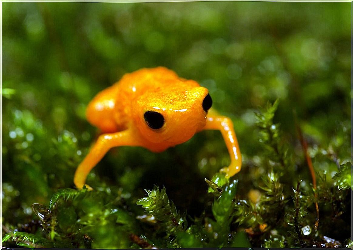 A frog.