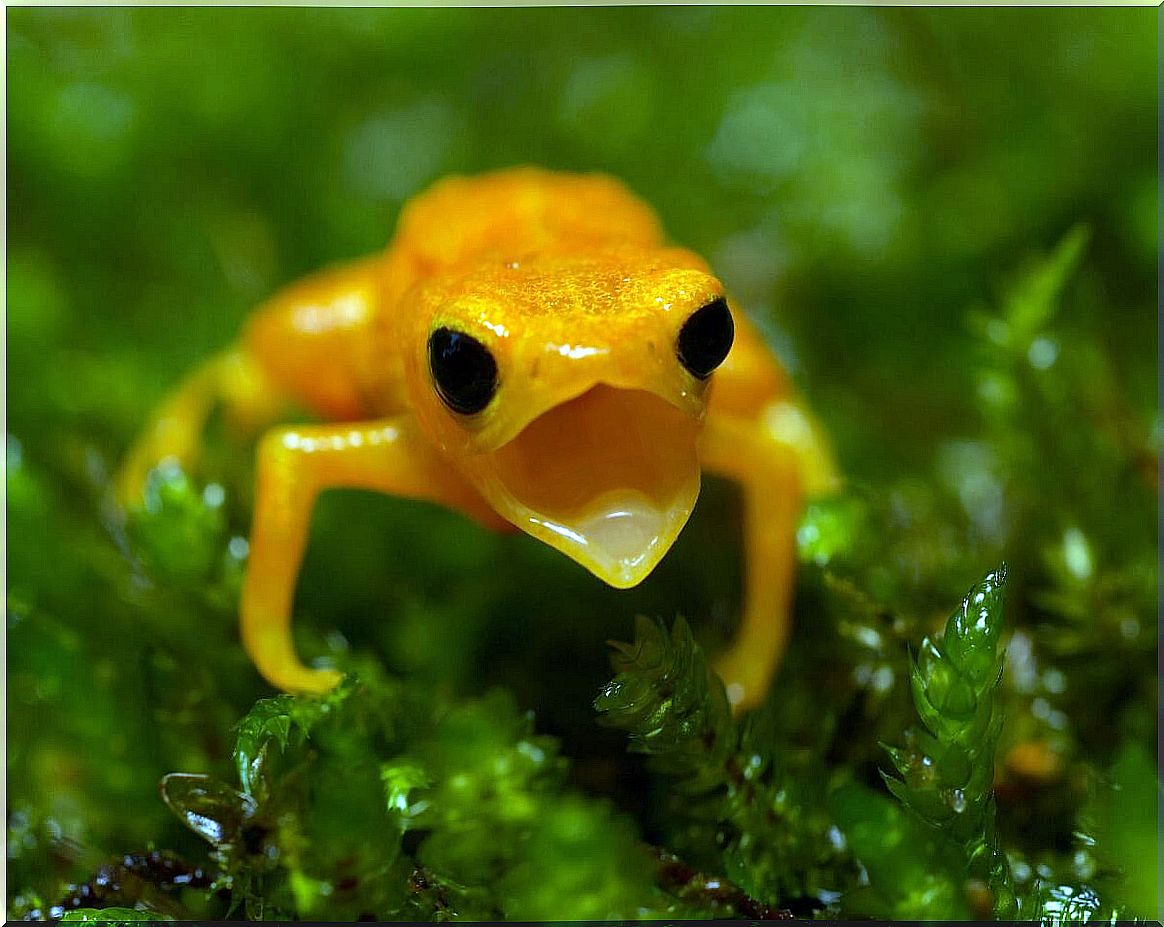 A golden drop frog opens its mouth.