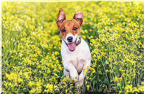 Jack Russell Terrier among the flowers 