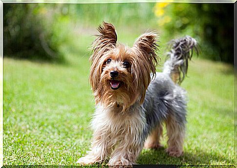 Yorkshire Terrier in the meadow 