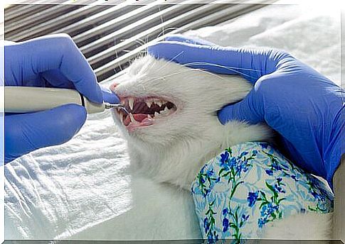 Guidelines for cleaning a cat's mouth