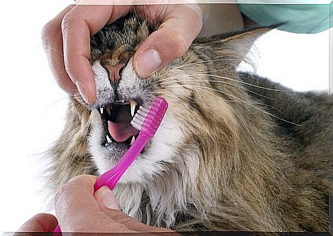 Master brushes the cat's teeth