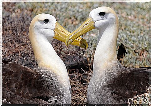 Habits and characteristics of the Galapagos albatross