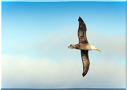 Albatross in flight