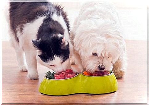 Dog and cat eating