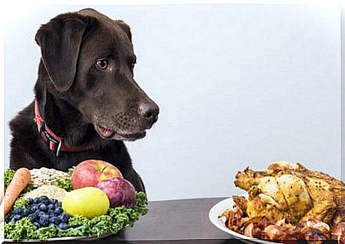 Dog in front of food