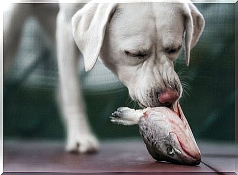 Dog eating a fish