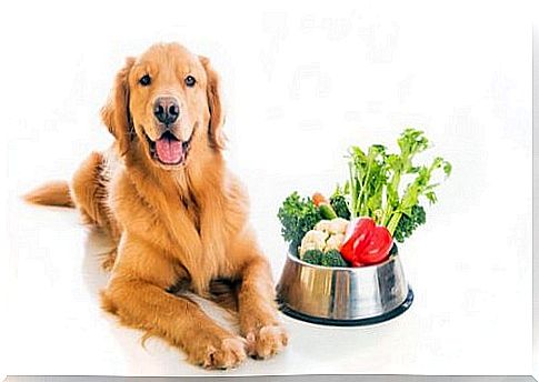 Dog and vegetables