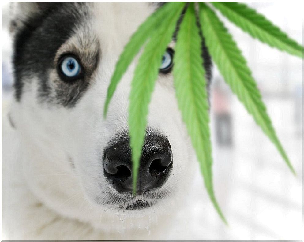 Hemp seeds: what benefits do they have for pets?