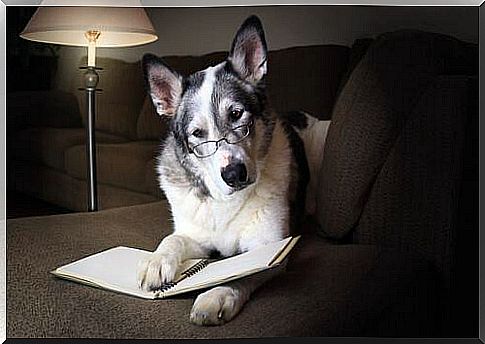 Dog with glasses and with book 