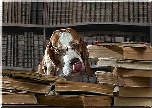 Dog with glasses in the library among the books 