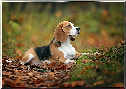 Beagle lying in the middle of the leaves 