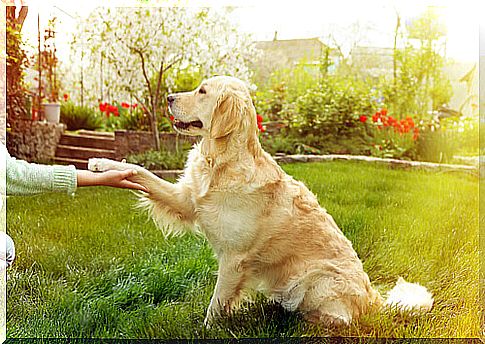 dog-by-the-paw