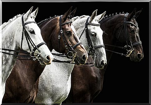 four carriage horses with collected mane