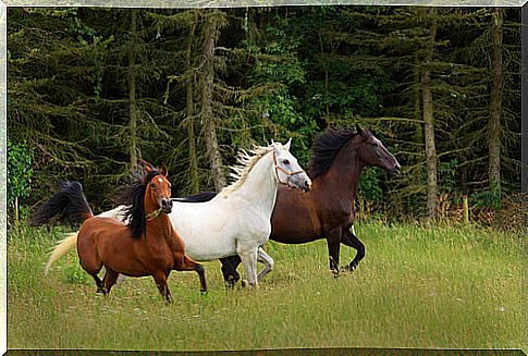 three horses run in the woods