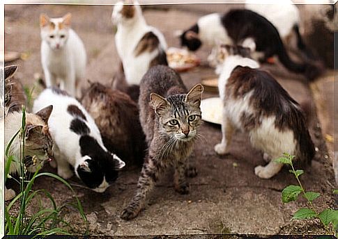 colony of stray cats 