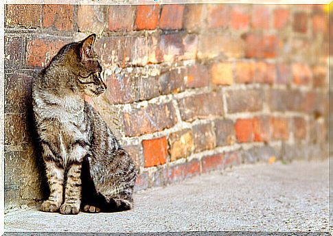 stray cat leaning against the wall 