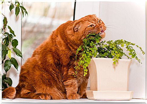 cat-plant