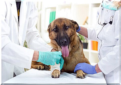 How do veterinary emergency rooms work?