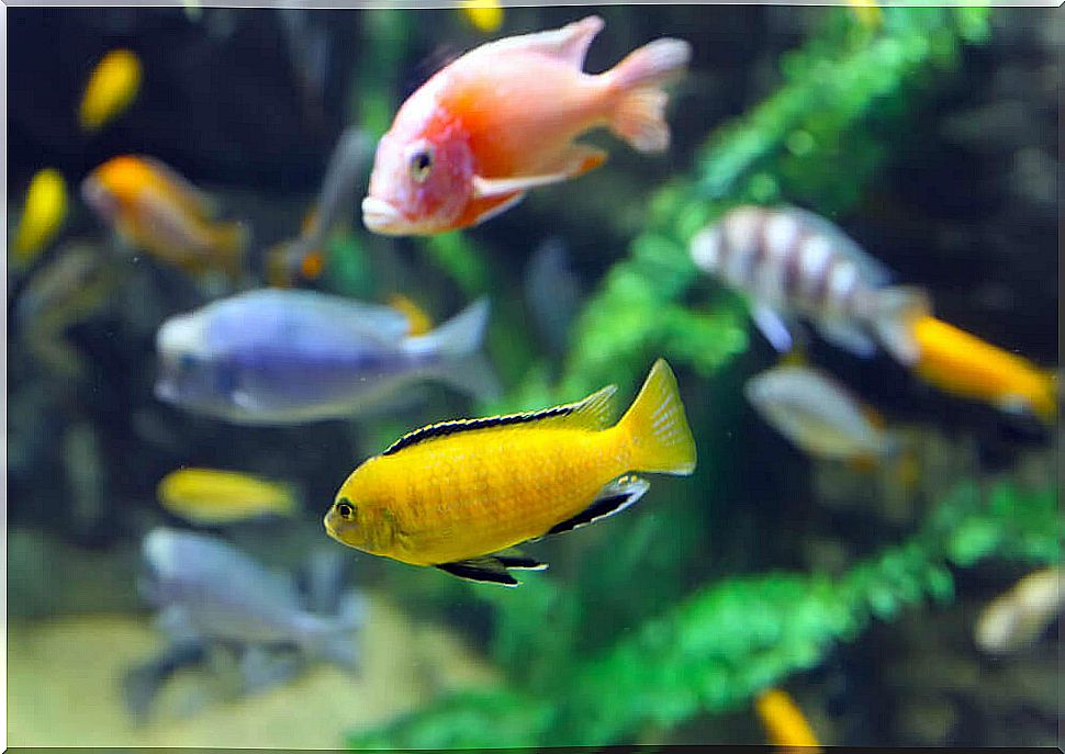 How long do fish live in an aquarium?  The answer depends on various factors