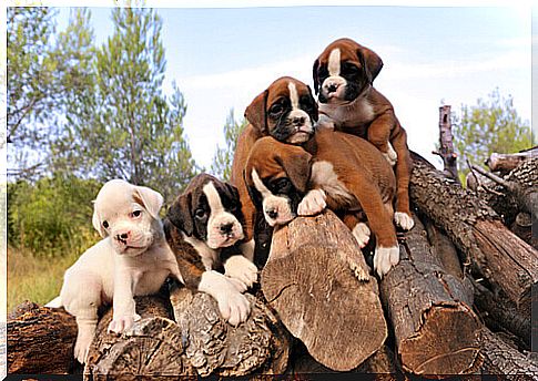 Boxer puppies on wood logs