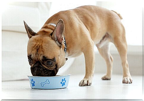 dog eating from the bowl 