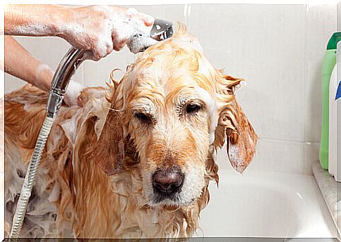 bathe the dog in the tub 