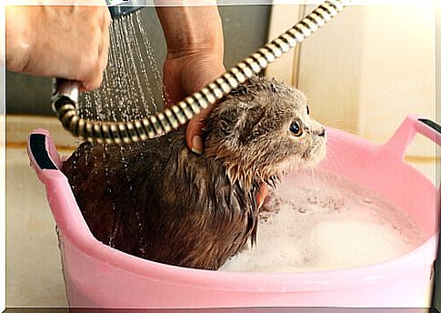 How often should you bathe your cat?