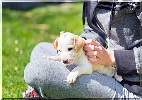 How to calm your puppy down if he barks too much