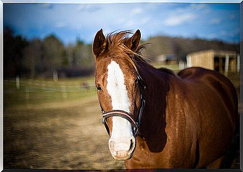 How to choose a horse of the right size