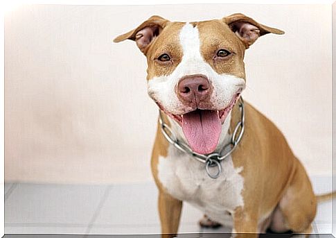 a young smiling pit bull sitting