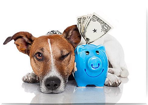 a little dog winks with a piggy bank beside it