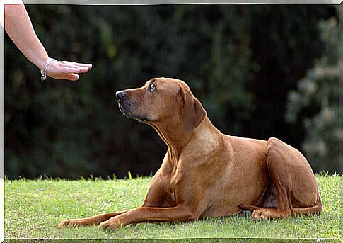 lying dog being trained 