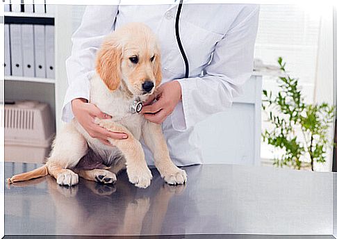 How to choose the right veterinarian for your pet