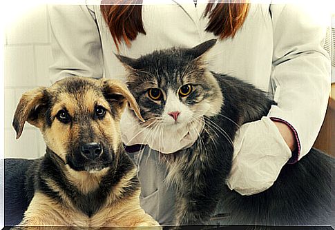 dog and cat to the vet 