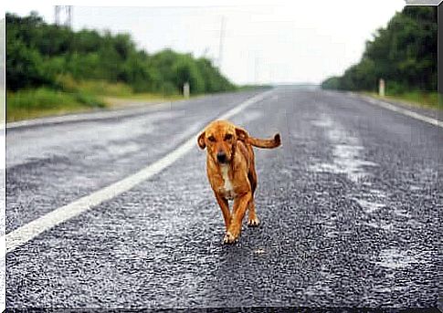 Dog wanders in the middle of the road