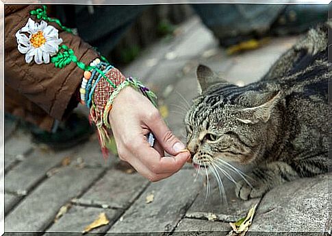 How to earn the trust of a stray cat