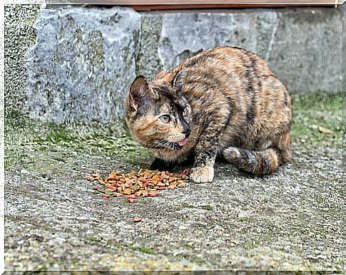 Stray cat eating kibble on the street 