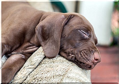 puppy-sleeping